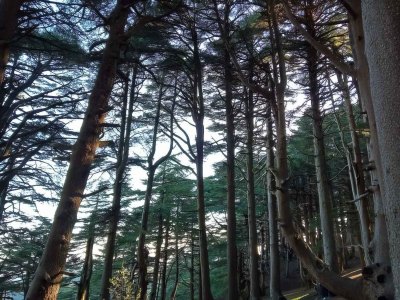 FORET-CHRERA-Blinda-Province-Algeria