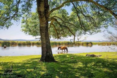 TONGA-Cheaux-El-Tarf-Province-Algeria