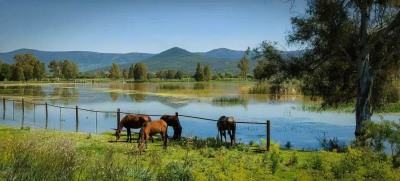 el-kala-national-park-Chevaux-El-Tarf-Province-Algeria