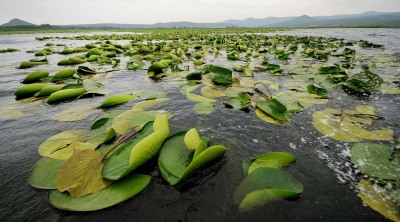 el-kala-national-park-tonga-lake-El-Tarf-Province-Algeria