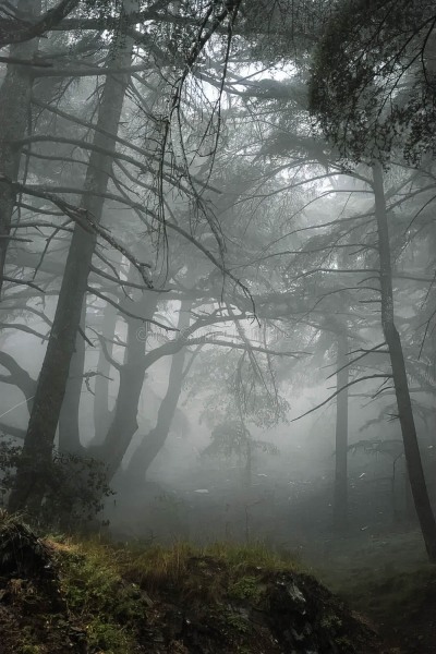 foret-brumeuse-du-parc-national-de-chrea-foggy-Blinda-Province-Algeria